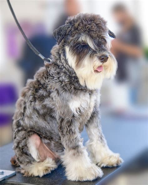All About The Teddy Bear Schnauzer Haircut Groomers Land