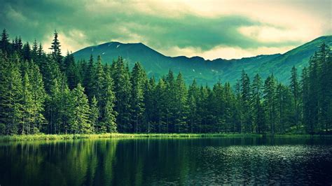 Forest Scenery Wallpapers Top Free Forest Scenery Backgrounds