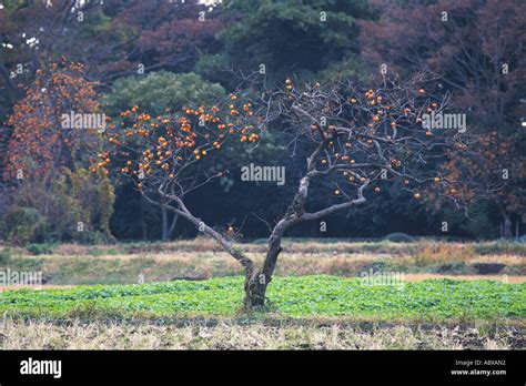 Japanese Persimmon Tree Stock Photo Alamy
