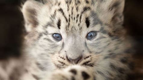 Snow Leopard Cubs Born At Highland Wildlife Park Bbc News