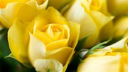 Yellow Roses Background Rose Wallpapers 1152 2048