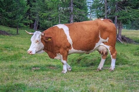 A Brown And White Cow Standing On Top Of A Lush Green Field Next To Trees
