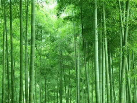 A Bamboo Forest With Lots Of Green Trees