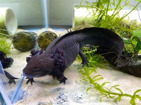 Axolotl Color Morphs 15 Types With Pictures Everything