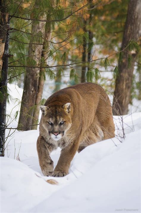 10 Images About Cougarsmountain Lionspumasflorida