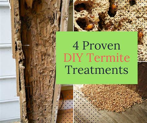 4 Proven Diy Termite Treatments Home And Gardening Ideas