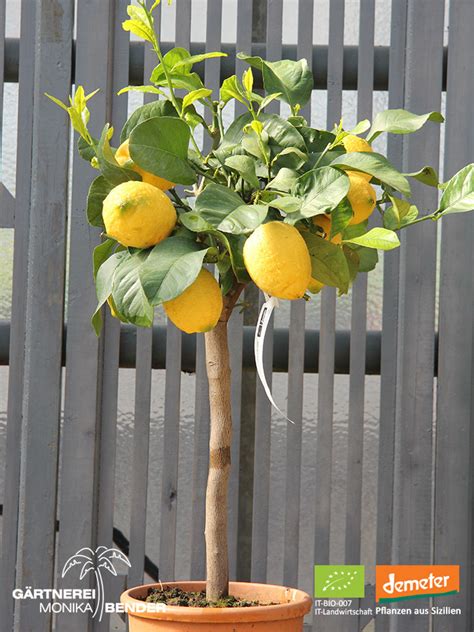 Zitronenbäumchen Vier Jahreszeiten Zitrone Citrus X Limon Lunario