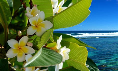 Flowers Tropical Beach Wallpapers - Top Free Flowers Tropical Beach ...