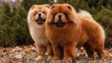 Are Chow Chows Good Guard Dogs