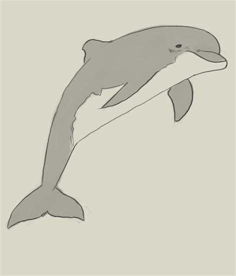 Bottlenose Dolphin Drawing At Getdrawings Free Download