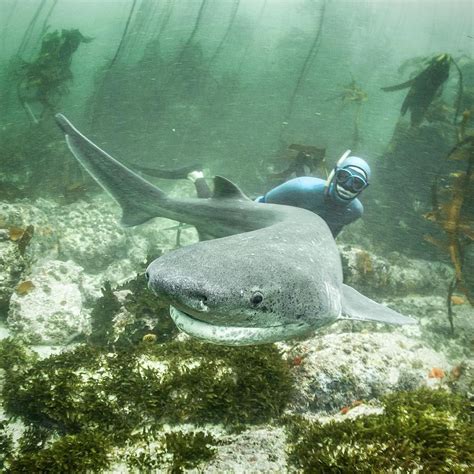 Fred Buyle On Instagram “large Cow Shark In The Kelp Forest Cow
