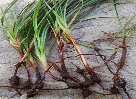 Dapatkan diskon gunting rumput hanya di bukalapak. Khasiat dan Manfaat Umbi Rumput Teki - Kumpulan Obat ...