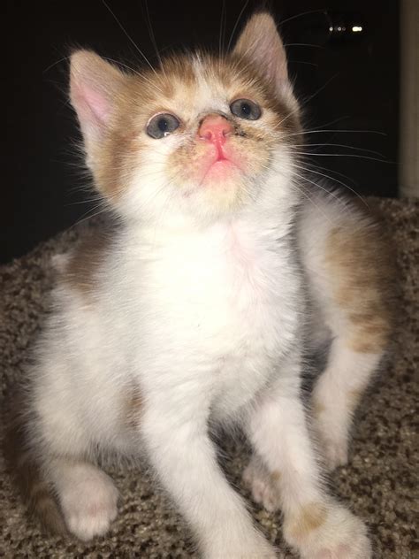 Purrfect Kittens : r/aww