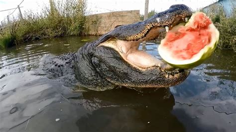 Slow Motion Camera Catches Force Of Alligators Bite Youtube