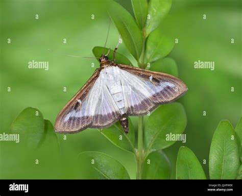 Caja de la polilla del árbol del reino unido fotografías e imágenes de alta resolución Alamy