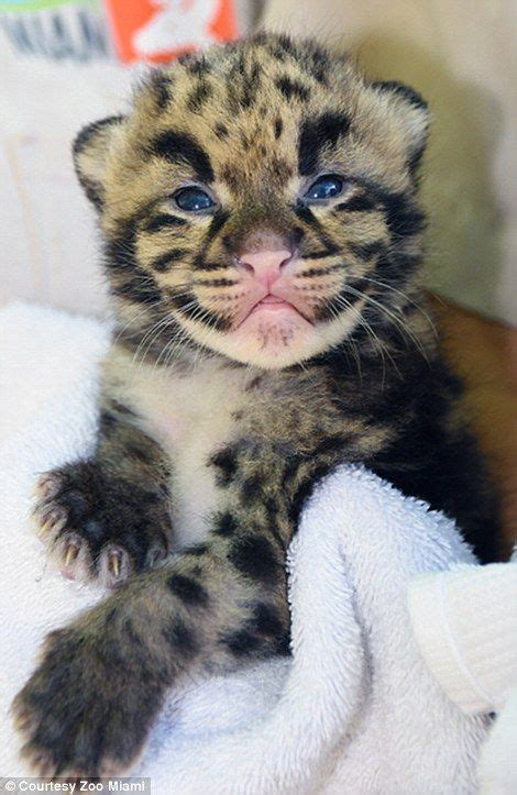 Rare Clouded Leopard Cubs Make Their First Appearance At Florida Zoo