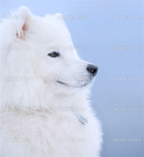 Samoyed Dog — Stock Photo © Tristana 1217381