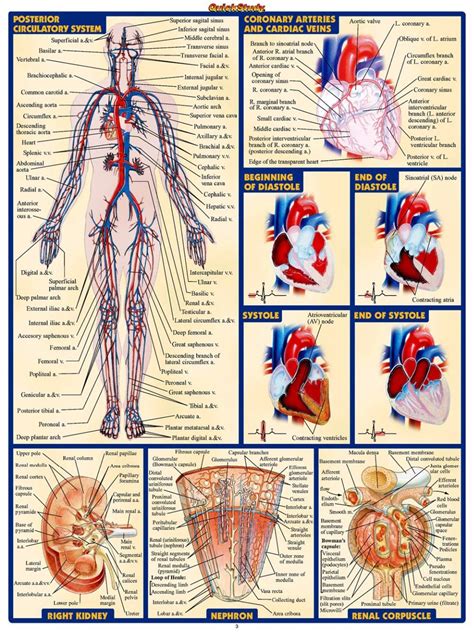 Human Body Anatomical Chart Muscular System Campus Knowledge Biology