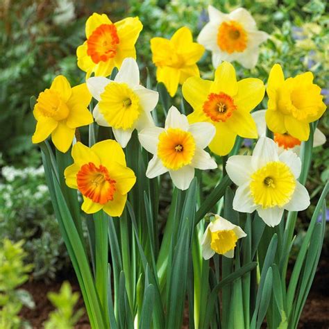 Bloomsz Large Cupped Daffodil Mix Flower Bulb 20 Pack 07589 The