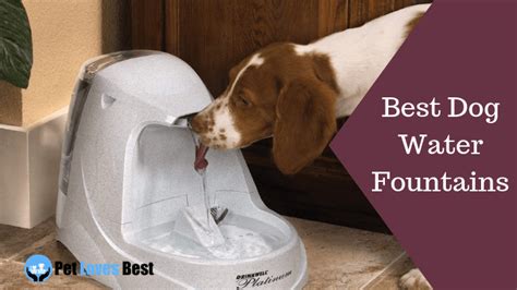 10 Best Dog Water Fountains Of 2021 Keep Hydrated We Need Pets