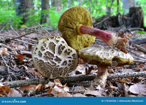 Xerocomellus Chrysenteron Vroeger Bekend Als Boletus Chrysenteron Of