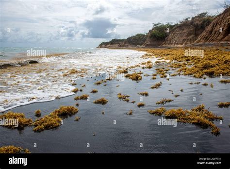 Algas Siendo Lavadas A La Orilla En La Playa De Arena Negra De Vieques