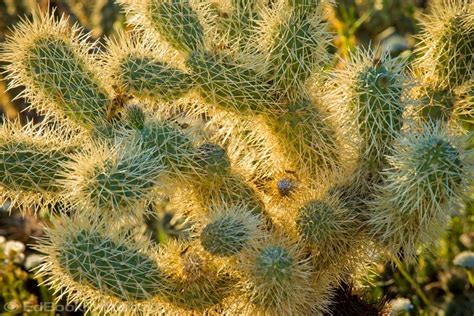 The most obvious function of cactus spines is to protect the cacti from animals and people. The Taos Unlimited Blog: High Desert Plants & Wildlife: A ...