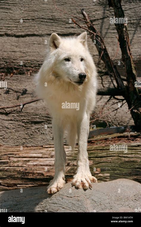 Polar Wolf Stock Photo Alamy