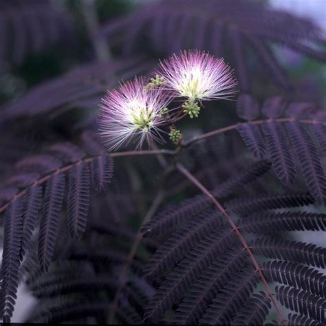 It was discovered in 1990 as a seedling in a controlled planting of albizia julibrissin in 1990. Albizia julibrissin Summer Chocolate - RoyalPlant.ro