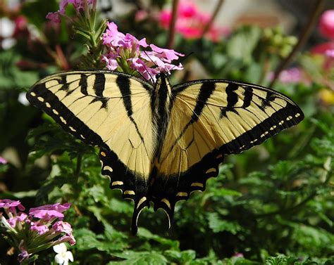 The Eastern Tiger Swallowtail Butterfly 358 On Explore Flickr