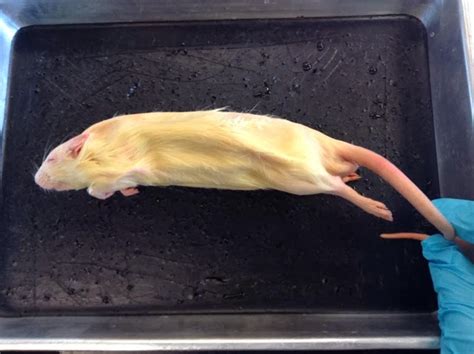 Kenzies Biology 11 Blog Rat Dissection Lab