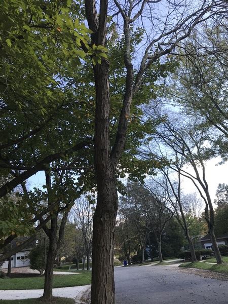 Tree Concern Issue 8800667 Columbia Md Seeclickfix Web And
