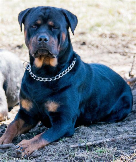 Wildlife screen savers with personality™. Rottweiler Puppies For Sale | Romulus, MI #223677