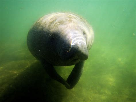 Swimming with Manatees- Crystal River, Florida - For the Love of Wanderlust