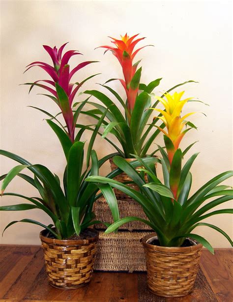 How To Take Care Of Your Indoor Bromeliads Bromeliad Society Of New South Wales