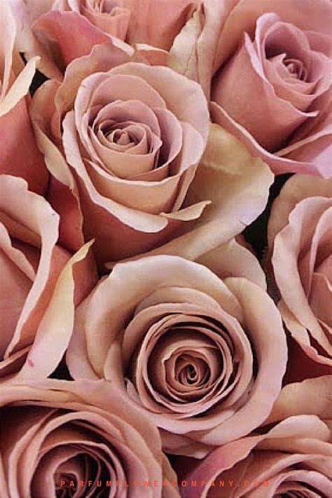 Rosa Cafe Latte Scented Types Of Flowers Pretty Flowers Pink Roses