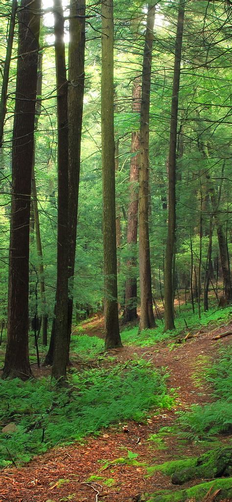 Forest Trees Green Nature Scenery 1242x2688 Iphone Xs Max Green