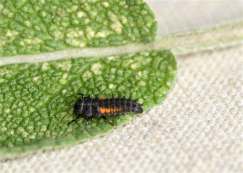 Sie verursachen unschöne verfärbungen auf den blättern und können die gesamte ernte gefährden. Blattläuse bekämpfen | Schädlinge im garten, Unkraut im ...