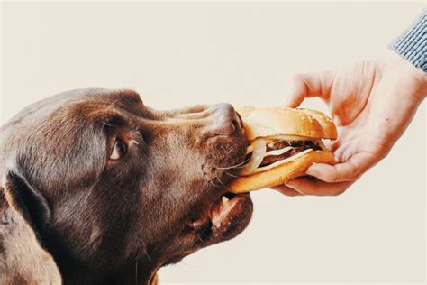 Should My Dog Eat Human Foods