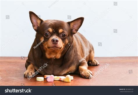 Perro Gordo De Chihuahua Sentado En Foto De Stock Editar Ahora