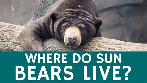 Where Do Sun Bears Live Interesting Facts About The Animals Youtube