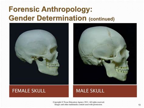 Ppt Forensic Anthropology Powerpoint Presentation Free Download Id2062390