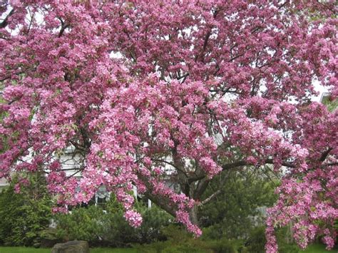 Pink Flowering Tree Identification Uk Of Moment Weblog Art Gallery