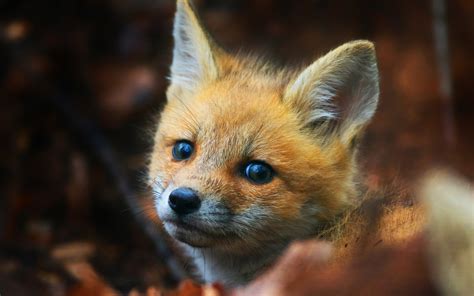 Cute Fox Cub Hd Animals 4k Wallpapers Images Backgrounds Photos And Pictures