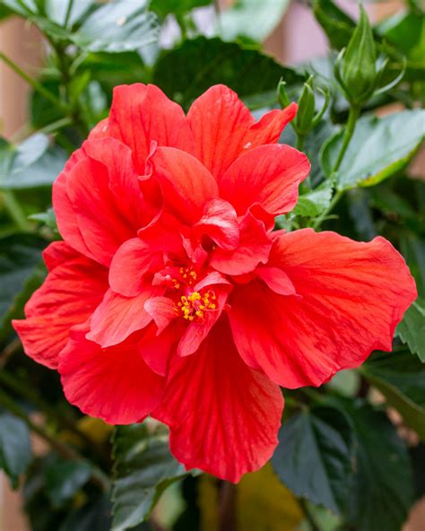 Tropical Hibiscus ‘double Red Plantvine