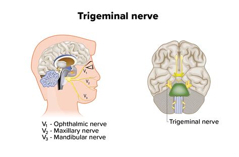 Trigeminal Nerve All About Vision