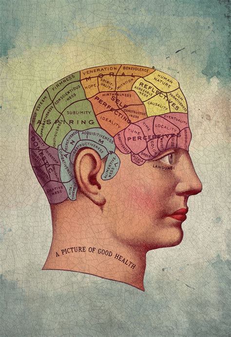 Medical Illustration Vintage Victorian Human Brain Anatomy Poster 18x24