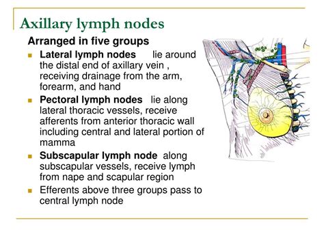 Diagram Of Axillary Lymph Nodes Photos