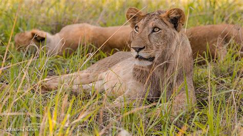 5 Best Places To See Lions In East Africa The Great Trekkers Safaris
