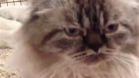 Persian Kitten Kitten Videos 🐱 Cute Kittens Doing Funny Things 2020 🐱
